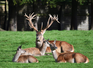 Naklejka na ściany i meble Platzhirsch