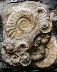 ammonite fossil