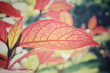 Labrador puppy sleeping