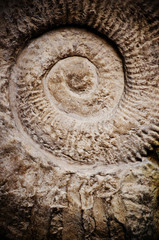 ammonite fossil © Sarka