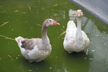 goose in water in lake