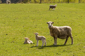 Fototapeta premium flock of sheep