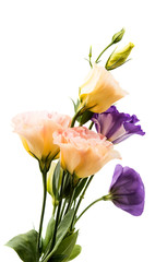eustoma flower