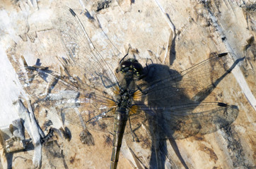 Dragonfly sitting on a birch tree