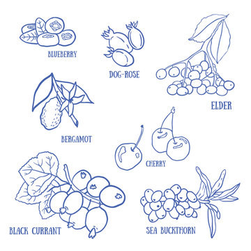 Set of berries for autumn beverages. Vector hand drawn illustration.