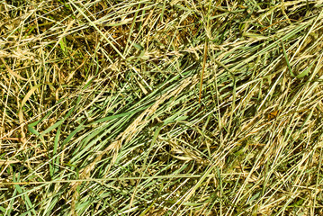 dry grass closeup