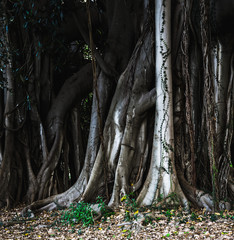Ancient Trees of Palermo