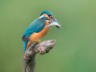Common Kingfisher Catched The Fish