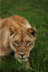lioness