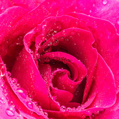 beautiful pink rose flower close up and water drops