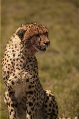cheetah