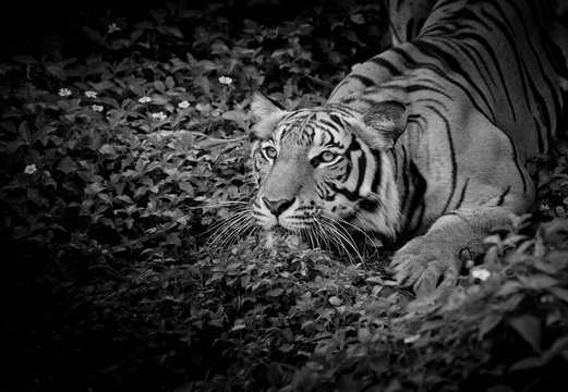 Black and White Tiger looking his prey and ready to catch it.