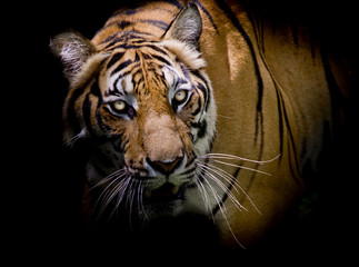 Obraz premium Tygrys patrzy na swoją ofiarę i jest gotowy ją złapać.