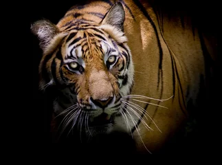 Crédence de cuisine en plexiglas Tigre Tigre regardant sa proie et prêt à l& 39 attraper.