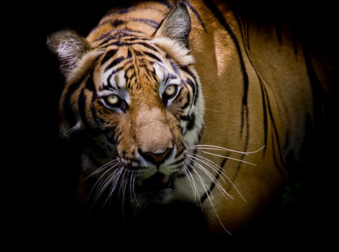 Tiger looking his prey and ready to catch it.