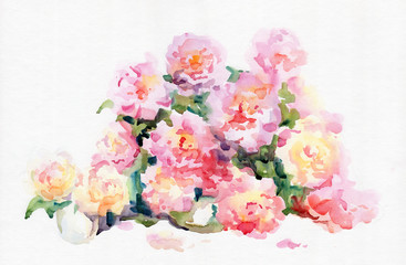 Watercolor. Peonies. 