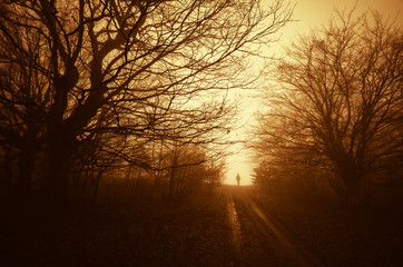 spooky scene with man on road through a dark forest