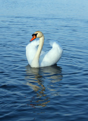 Swan