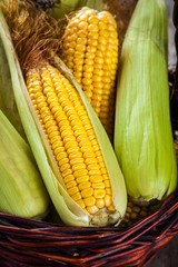 organic sweet corn in basket closeup