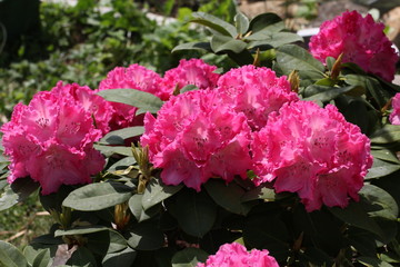 Rhododendrons
