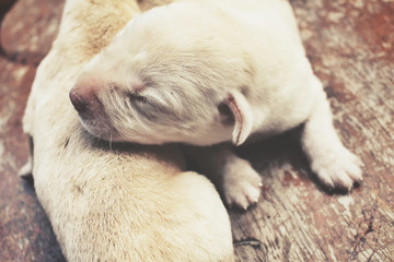 Labrador puppy sleeping