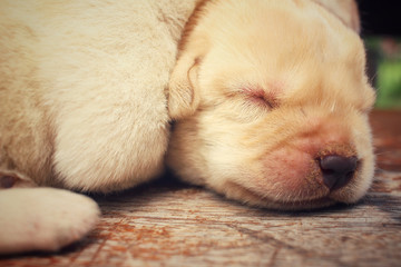 Labrador puppy sleeping