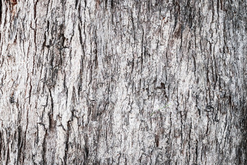 Grunge wood for texture or background