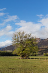 tree in the middle of the meadow