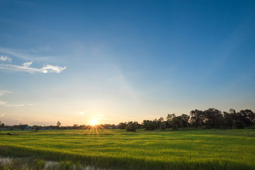Fototapeta premium Beautiful and breathtaking landscape's paddy field with sunset