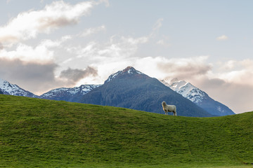 sheep on a green meadow - 92670523