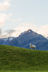 Obraz premium sheep on a green meadow