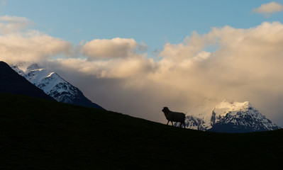 sheep on meadow