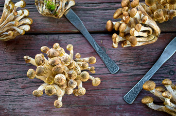 Wild honey agaric mushrooms on wooden background