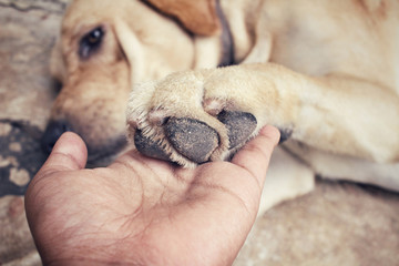 Feet of labrador dog