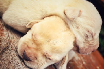Labrador puppy sleeping
