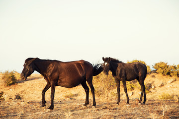Fototapeta na wymiar Brown Horse and Her Foal