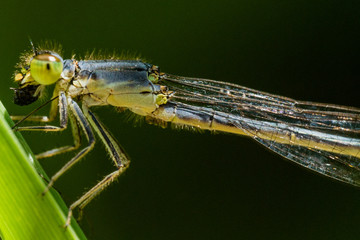 Green Damselfly Eats Bug in Profile View