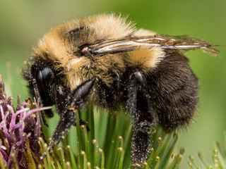 Bumble bee profile on green and purple flower