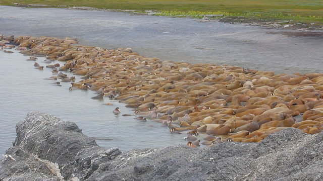 Rookery Atlantic walruses on Vaygach island in Barents sea
