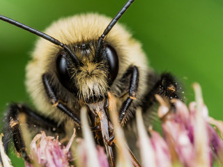 Fuzzy Yellow Bumble Bee shows off Red Mouthparts