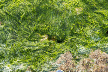 Moss on a rock