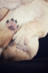 Feet of labrador puppy sleeping