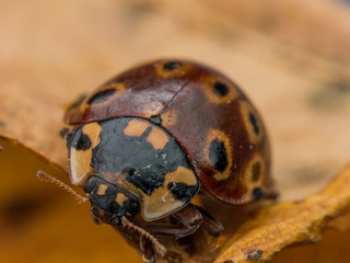 Dark Red Ladybug on Yellow Leaf