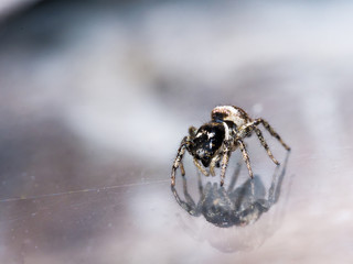 Small Jumping Spider Sees Reflection in Glass