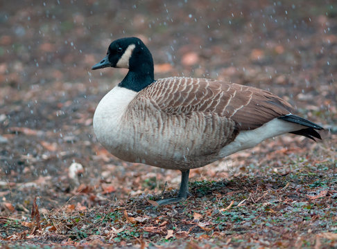 Canada goose in snowy day