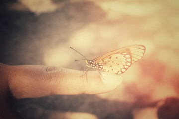 Butterfly on hand