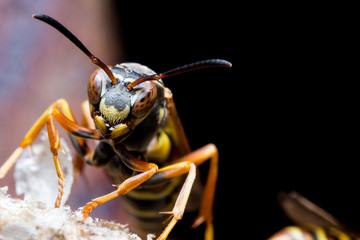 Paper Wasp Guards Nest