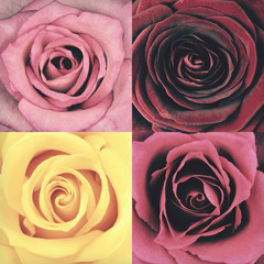 Macro of Four Rose Flowers Retro Vintage Style