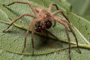 Brown wolf spider eats red ant with wings on green leaf