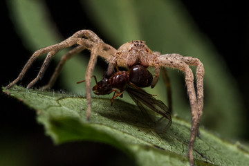 Brown wolf spider eats red ant with wings on green leaf